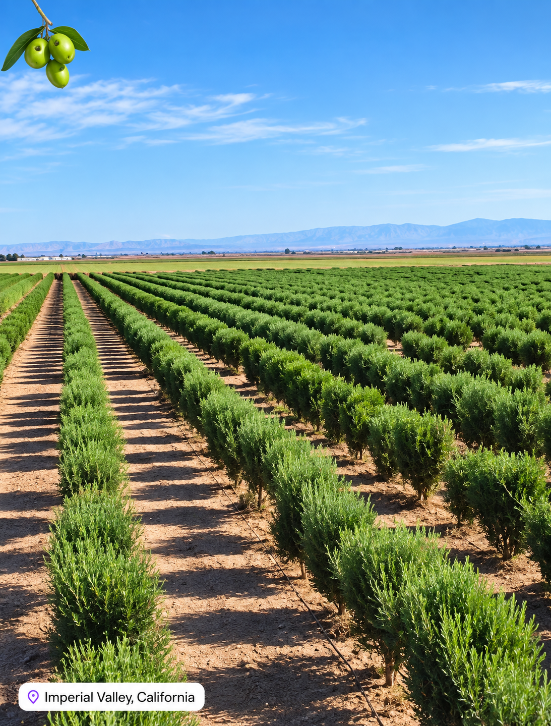Desert Milling - California Olive Oil Producer in the Imperial Valley